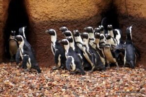 Pingwin przylądkowy w Afrykarium