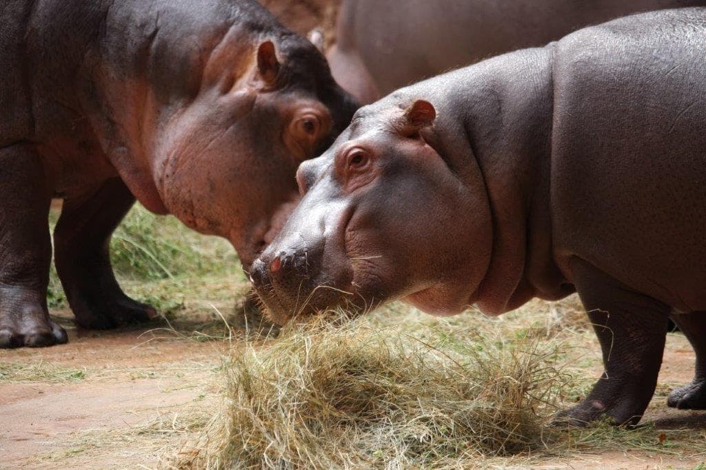 Hipopotam nilowe pokazowe karmienia