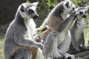 Lemury Katta pokazowe karmienia