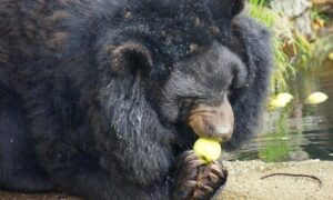 niedźwiedź himalajski pokazowe karmienie