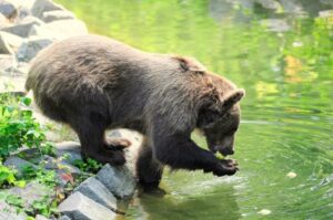 Niedźwiedzie brunatne pokazowe karmienia