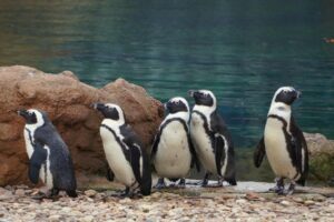 Pokazowe karmienia - pingwiny przylądkowe
