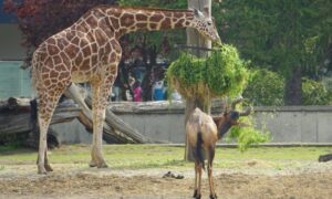 żyrafy siatkowane pokazowe karmienie