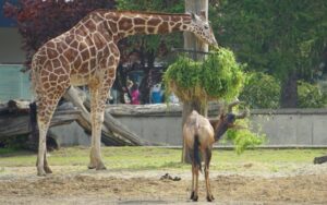 żyrafy siatkowane pokazowe karmienie