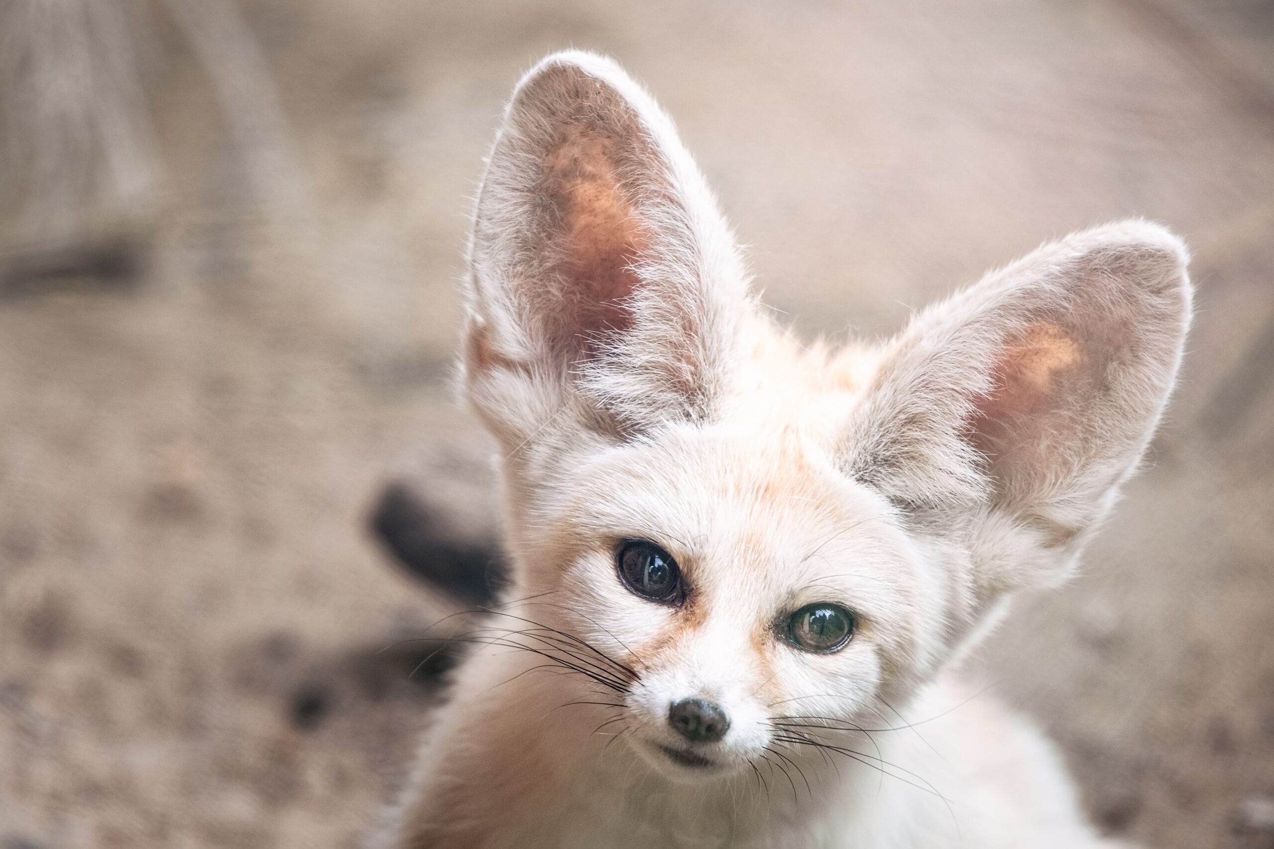 Fenek w Zoo Wrocław