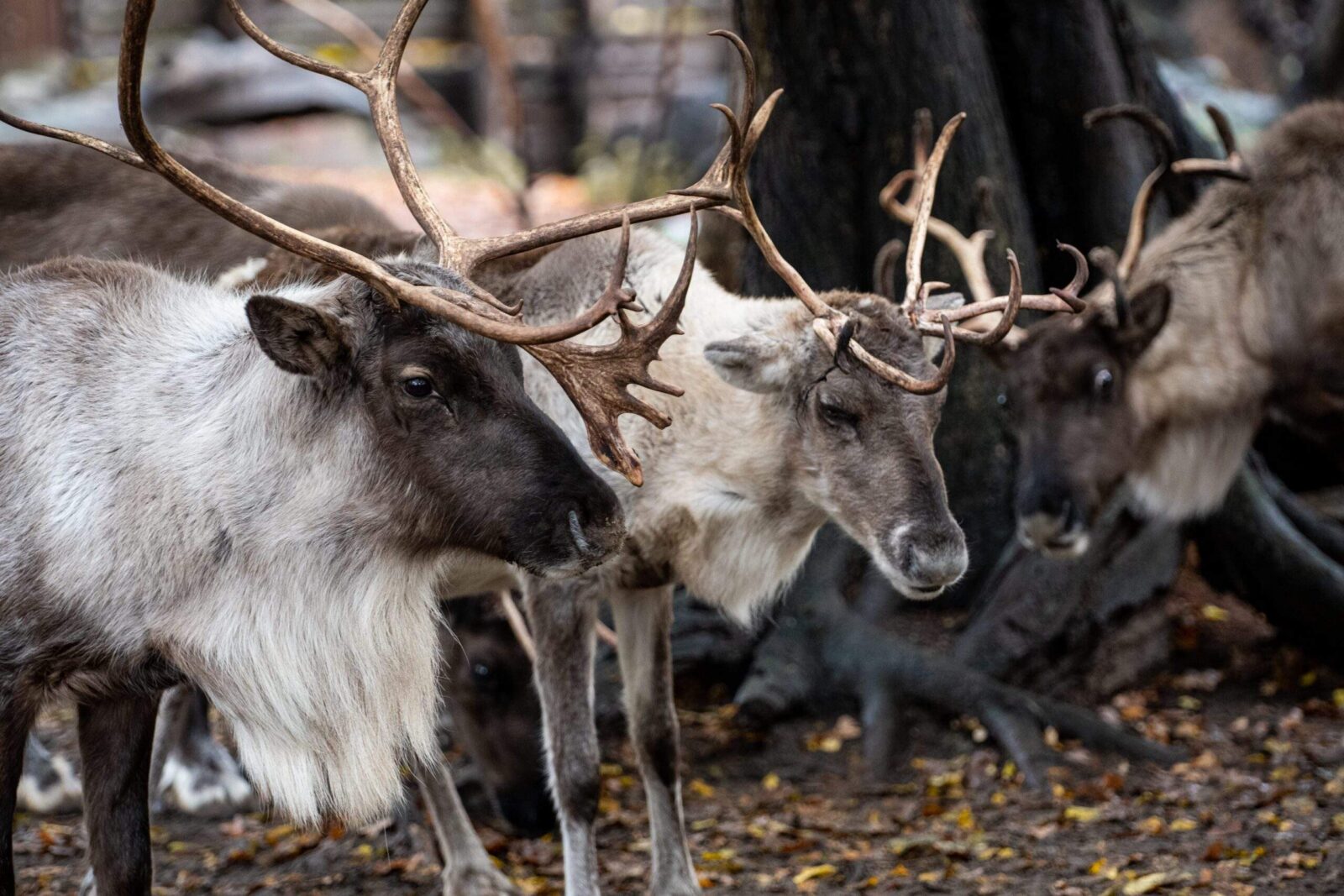 Renifer tundrowy - ZOO Wrocław - największy Polski ogród zoologiczny