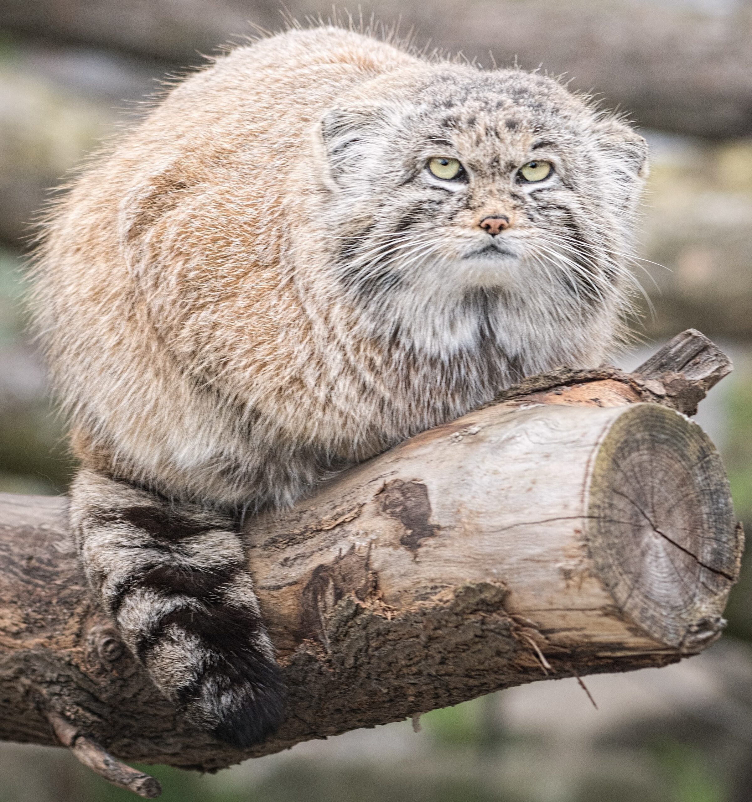 Manul