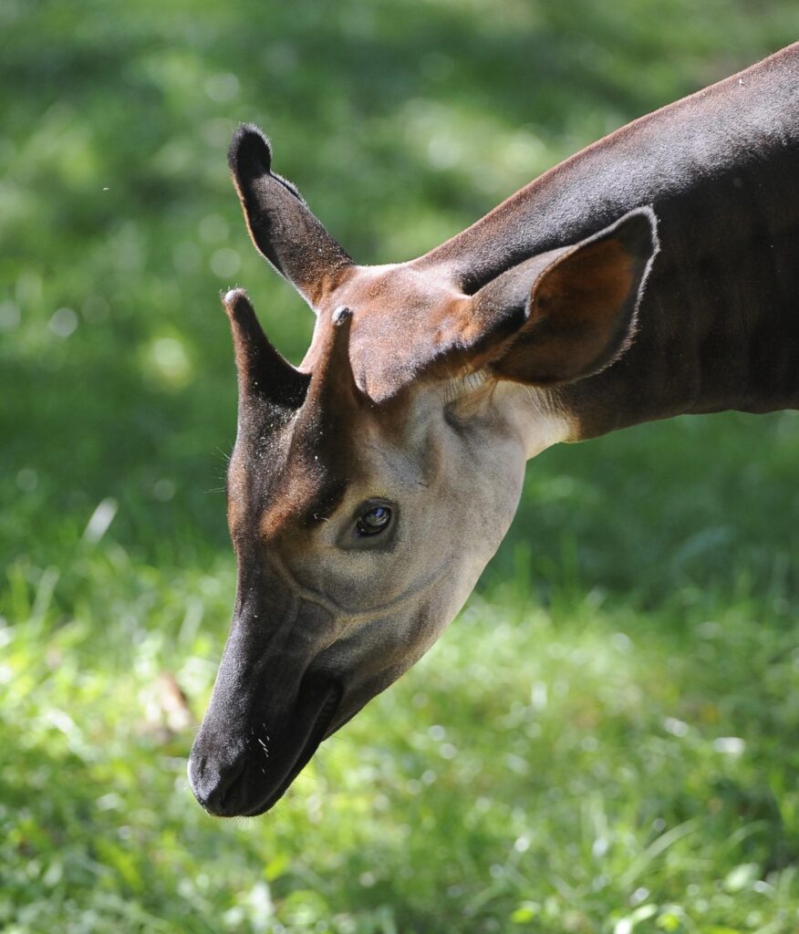 Okapi