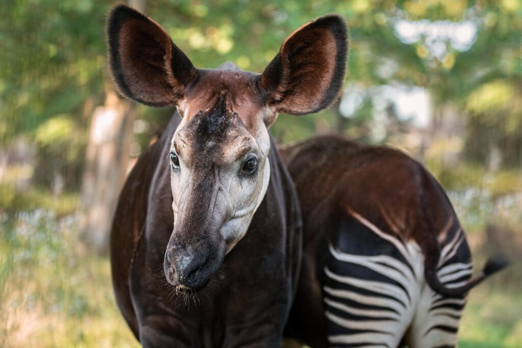 Okapi