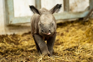 Młody nosorożec urodził się w Zoo Wrocław