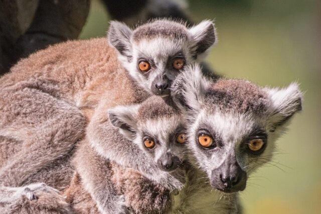 Lemur Katta ZOO Wrocław - bohater Wild Run 2021