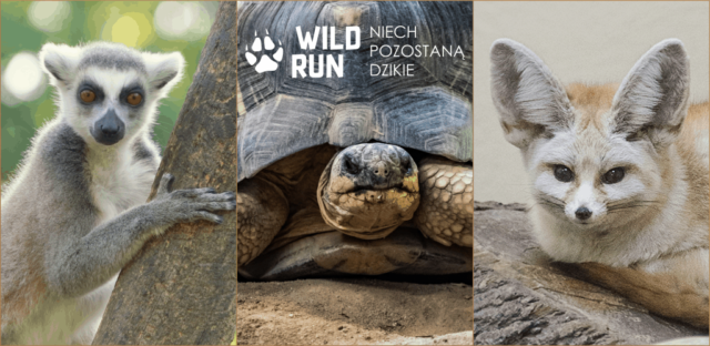 wildrun flagowe gatunki 2021