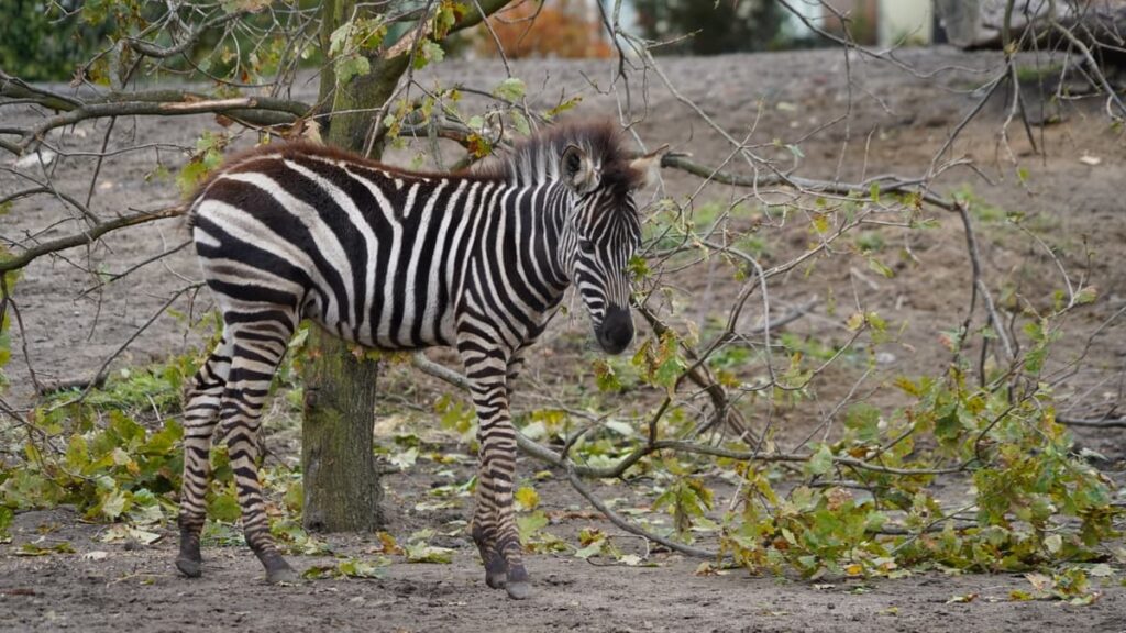 Zebra Chapmana (Equus quagga chapmani)