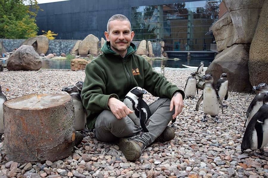 Paweł Borecki na wybiegu pingwinów przylądkowych w zoo
