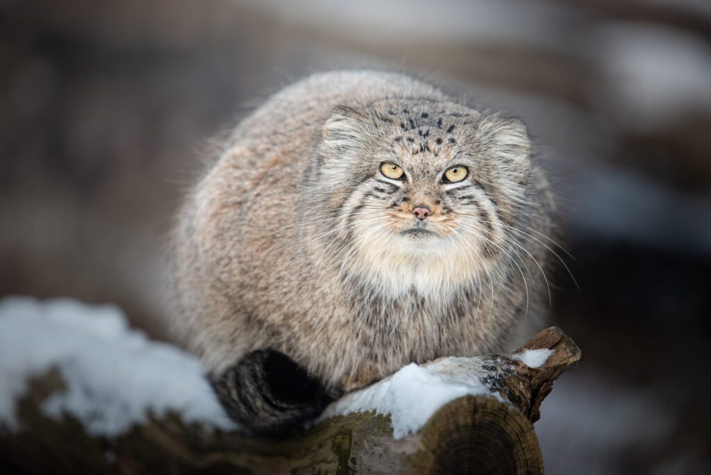 Manul