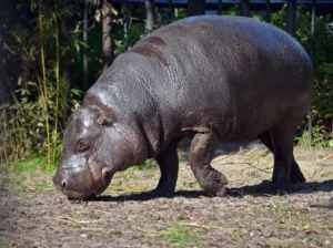 CARLOS - samiec hipopotama karłowatego, partner ELPUNI