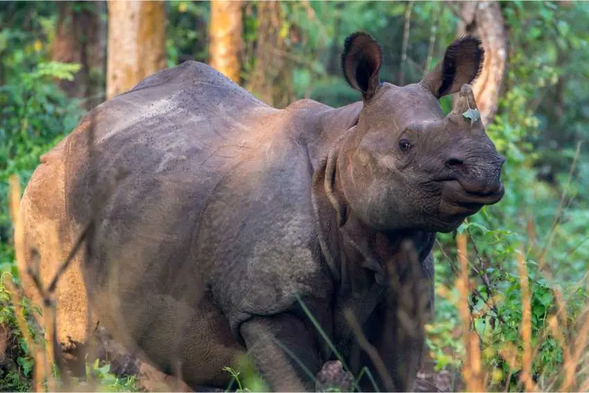 nosorożec indyjski