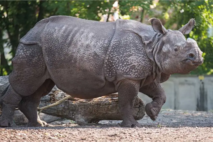 Nosorożec indyjski na wybiegu