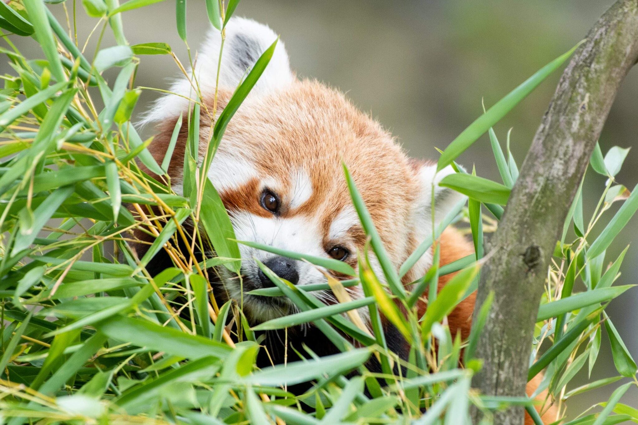 Panda mała - ZOO Wrocław - największy Polski ogród zoologiczny