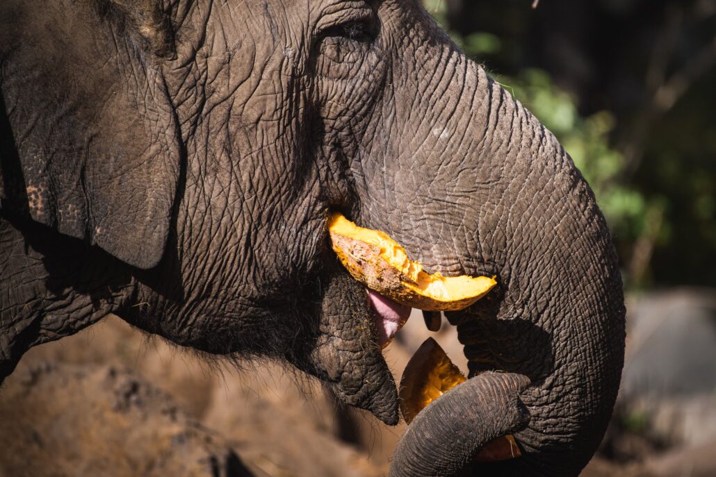 Pokazowe karmienia - słonie