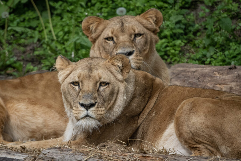 Lwice, Okavango i Yekepa