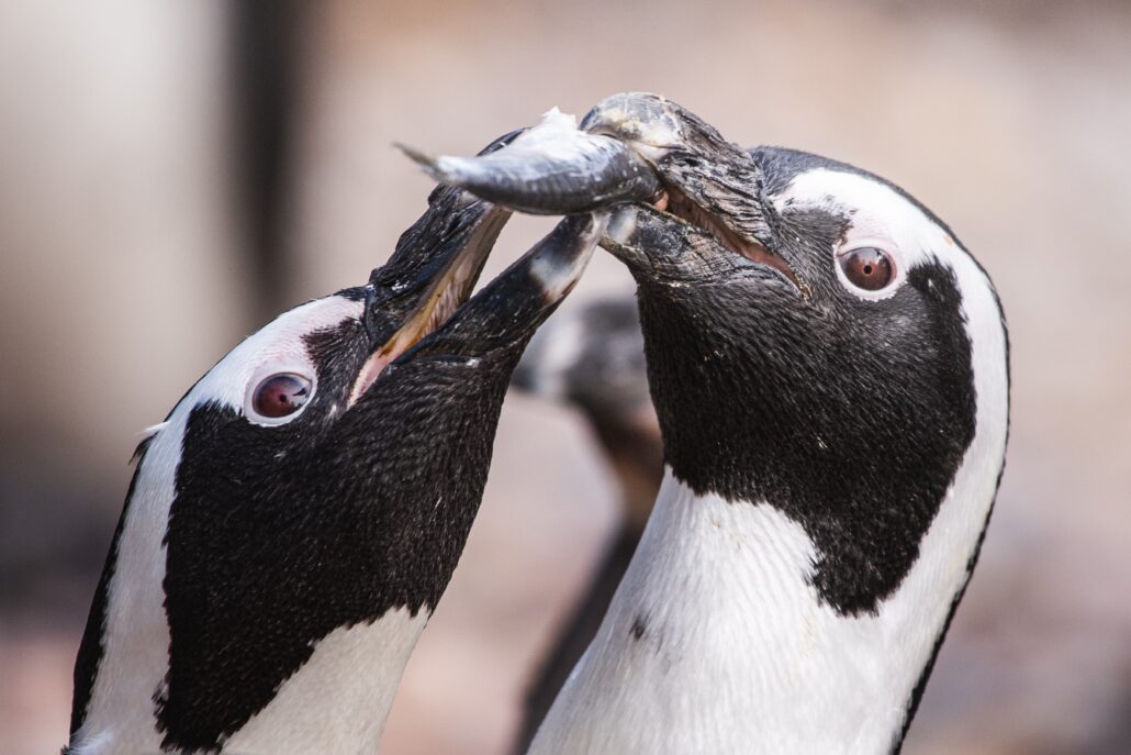 Pokazowe karmienia - pingwiny