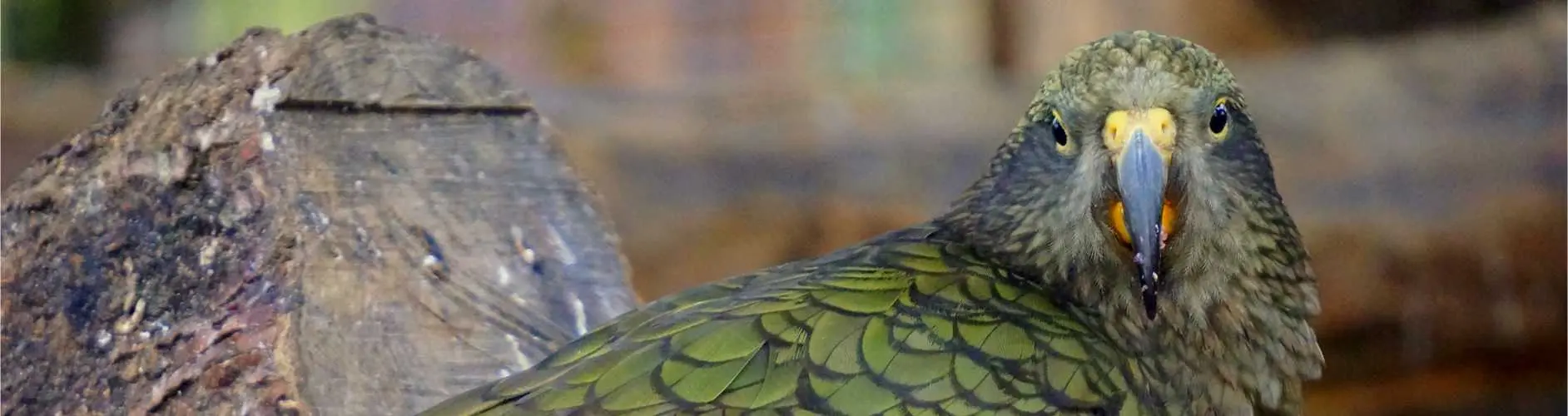 kea