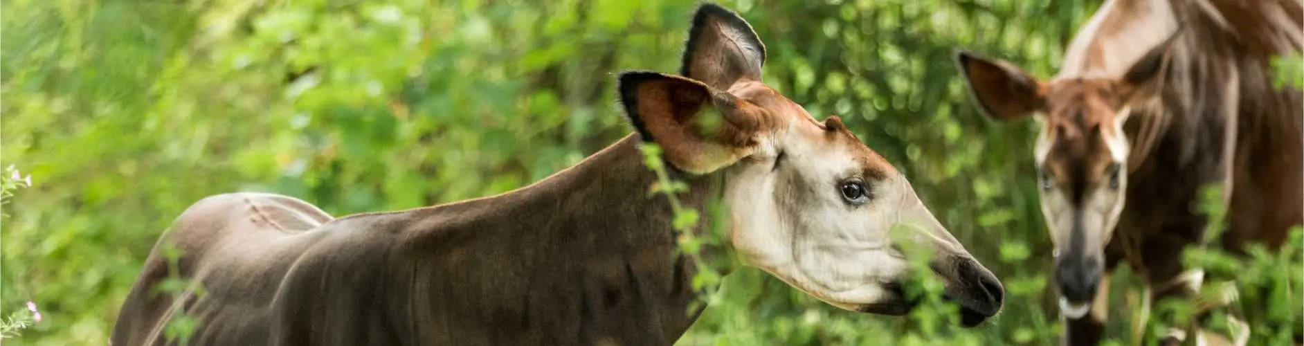 Okapi na wybiegu