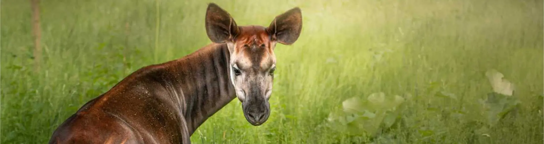 Okapi