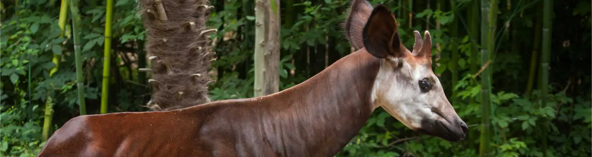 okapi