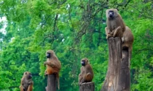 Światowy Dzień Małp we wrocławskim zoo