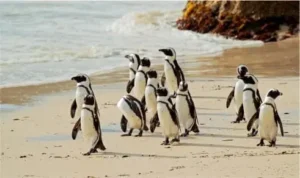 Światowy Dzień Pingwinów