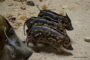 Młode świnie rzeczne we wrocławskim zoo
