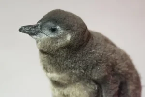 pingwin przylądkowy