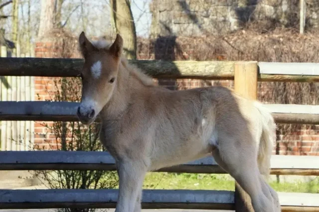 Haflinger