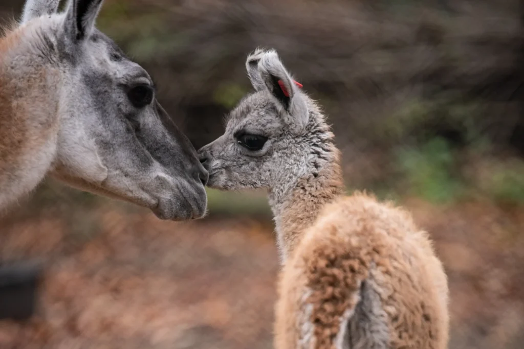 Młode gwanako z wrocławskiego zoo