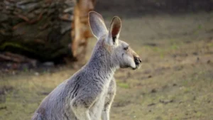 kangur rudy