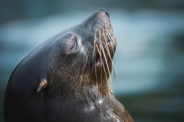 kotik we wrocławskim zoo