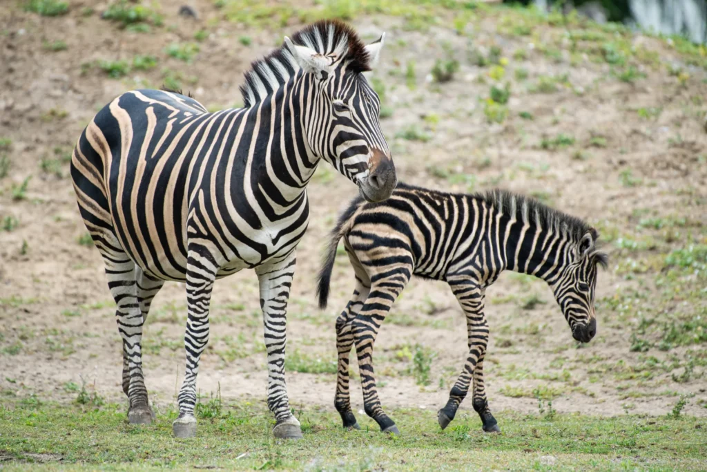 Młoda zebra z wrocławskiego zoo