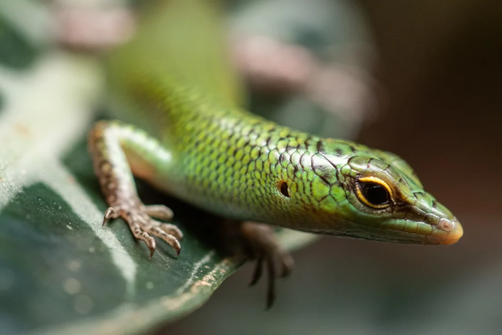 Młody scynk szmaragdowy z wrocławskiego zoo