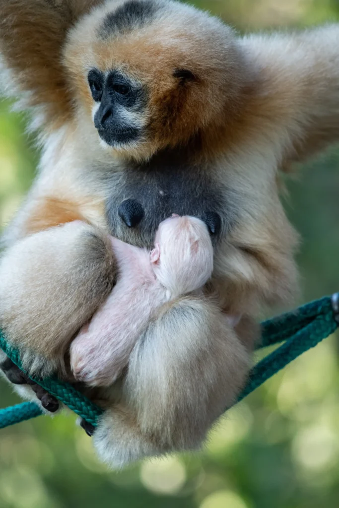 Młody gibon białopoliczkowy z wrocławskiego zoo