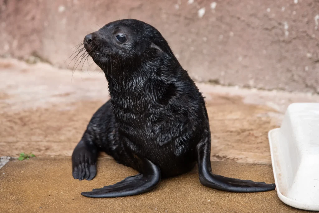 Młody kotik z wrocławskiego zoo