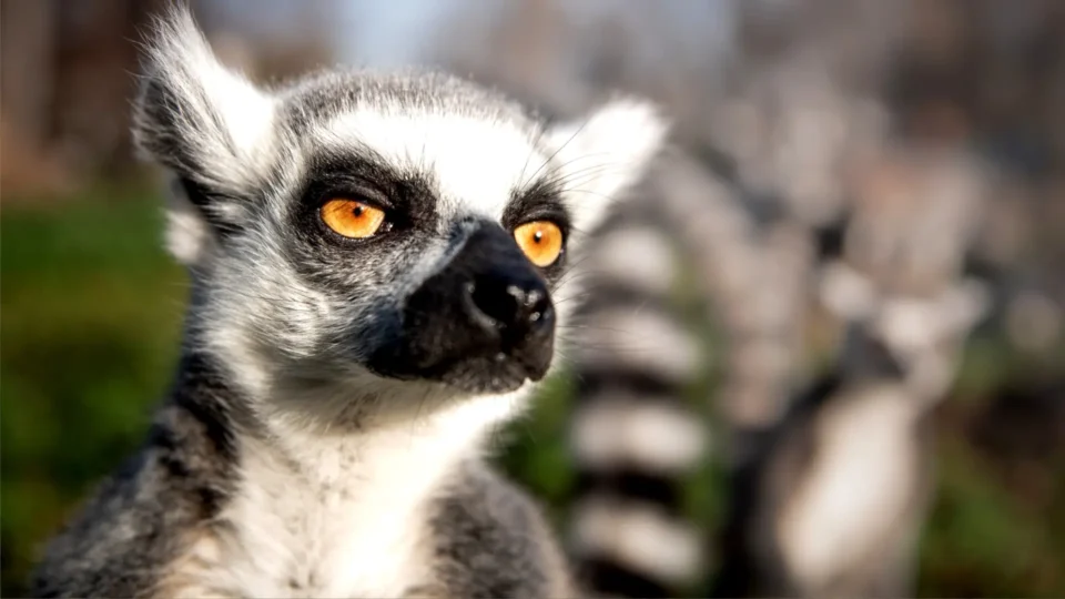 lemur katta