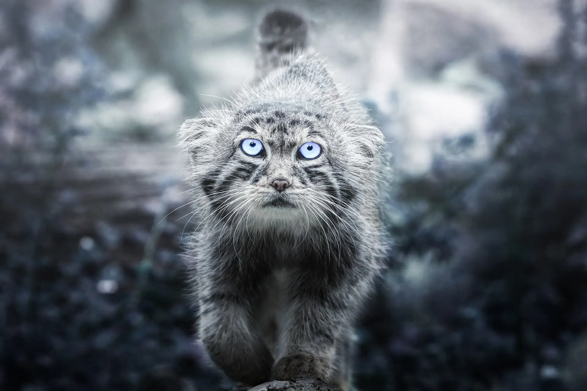 Manul