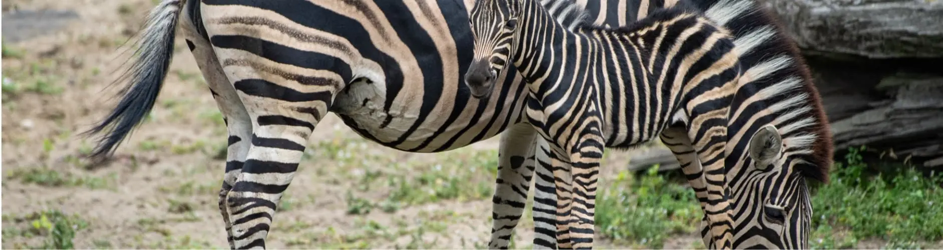 zebra hartmanna