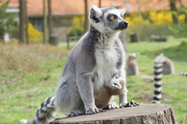 lemur katta