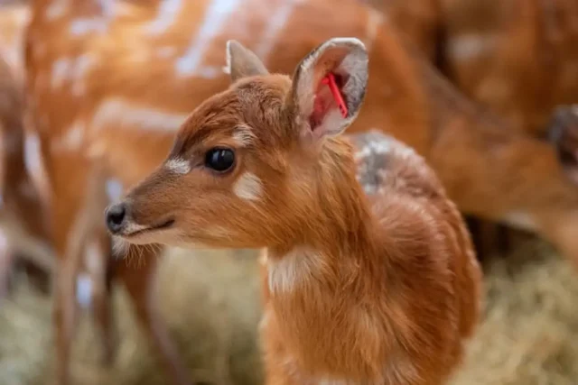 sitatunga