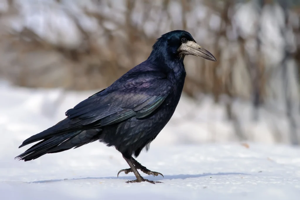 Gawron/Gapa (Corvus frugilegus)