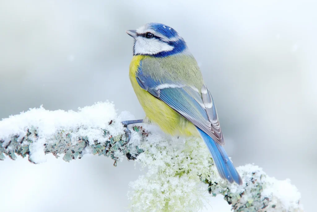 Sikora modra (Cyanistes caeruleus)