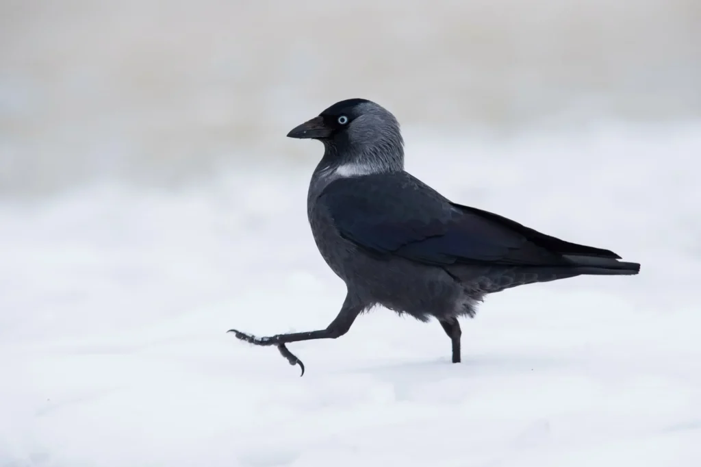 Kawka zwyczajna (Corvus monedul)